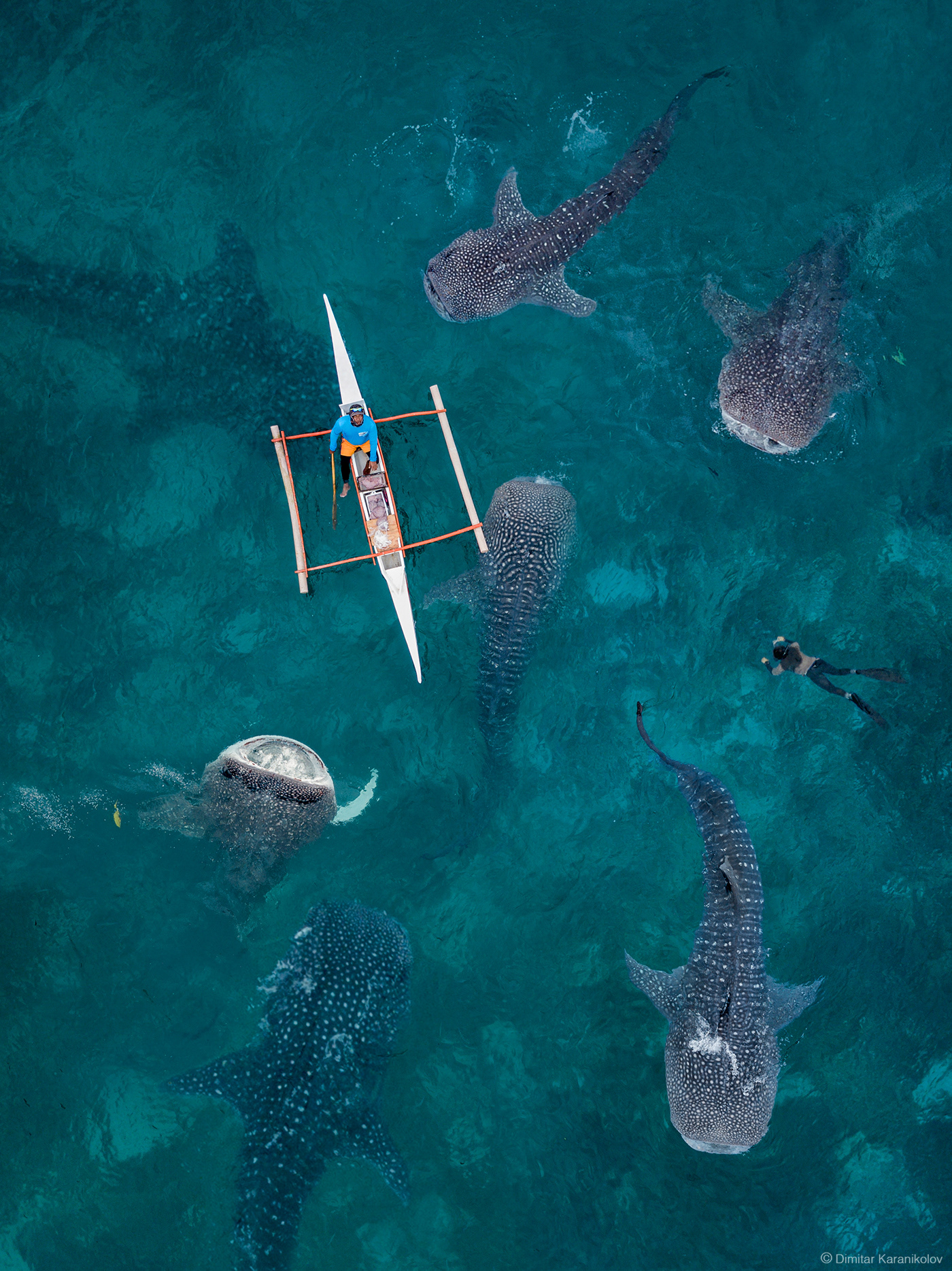 Whale sharks in the Phillipines