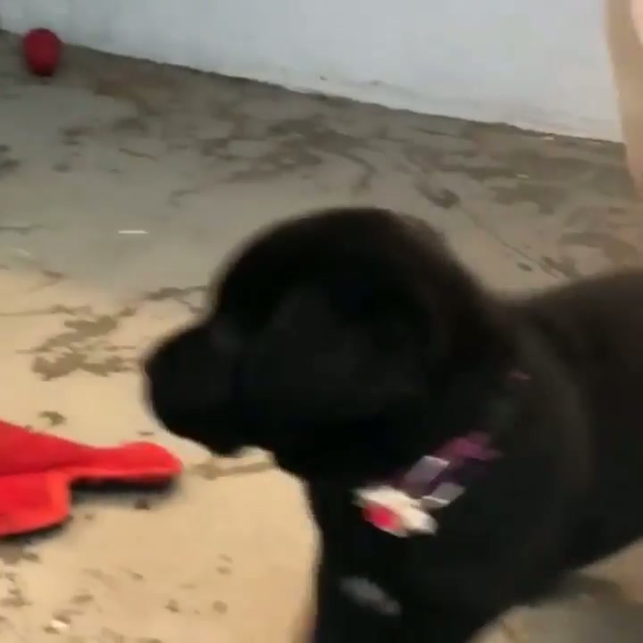 "You got me a puppy! Oh boy oh boy oh boy!"