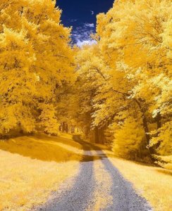 Simply yellow