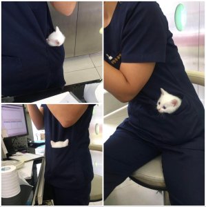 This vet has a pocket kitty