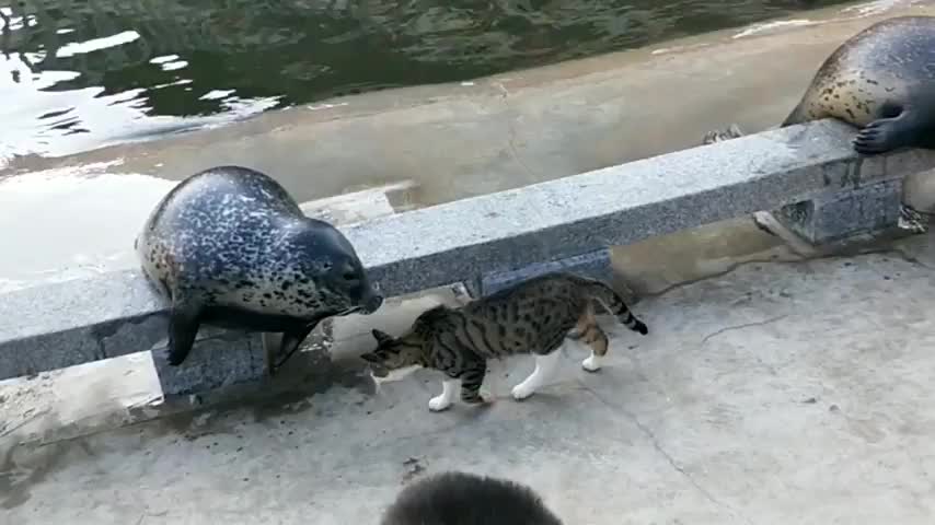 vicIOus bEASt mUrderS innOcenT sea LioN