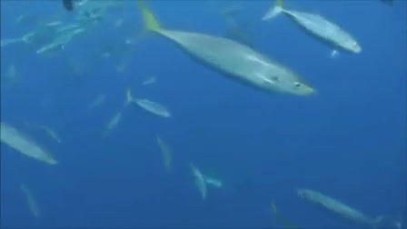 You had one job, shark observation cage...