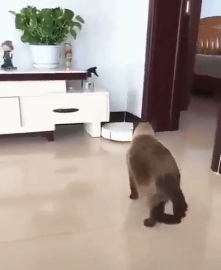 Boo
