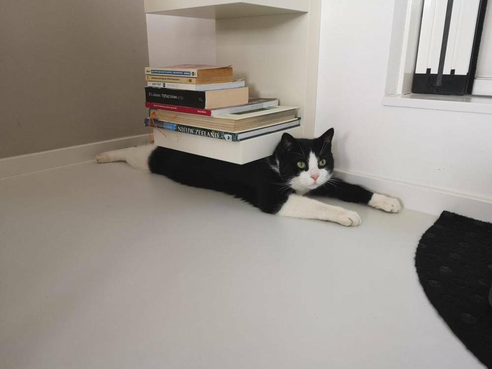 CaT iS bRutTaLly cRuShEd bY BoOksHeLf