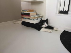 CaT iS bRutTaLly cRuShEd bY BoOksHeLf