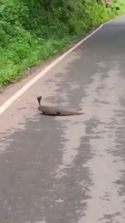 Mongoose Vs Cobra - GIF on