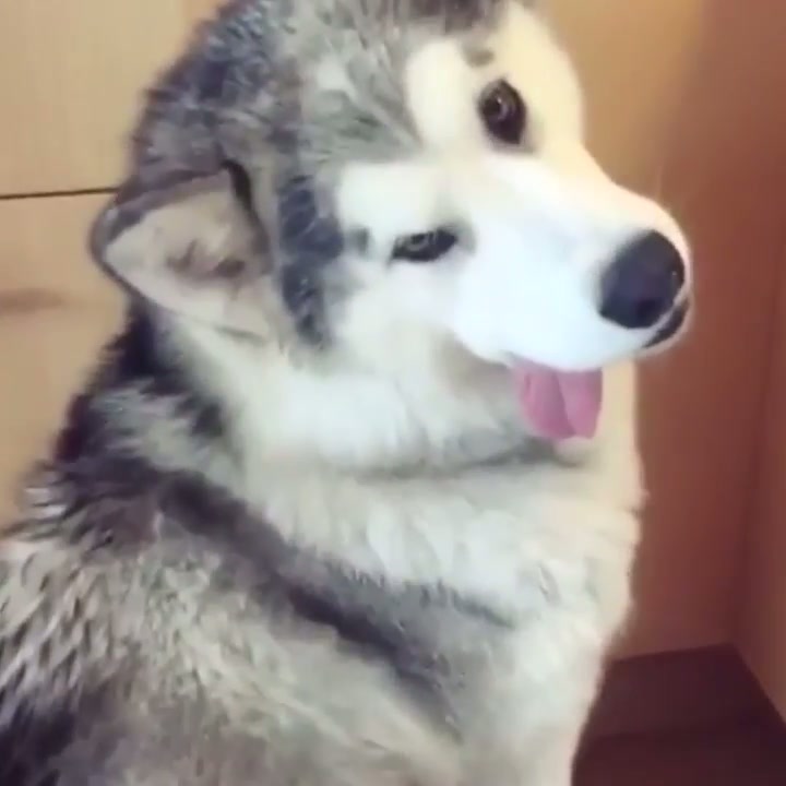 MMmMMMmmMmmmmm... MEEeaatBAaaAAaaLLs