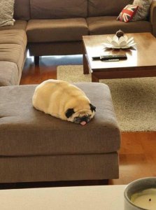 pUg fUcKiNg mElTs uNdEr eXtReMe hEaT