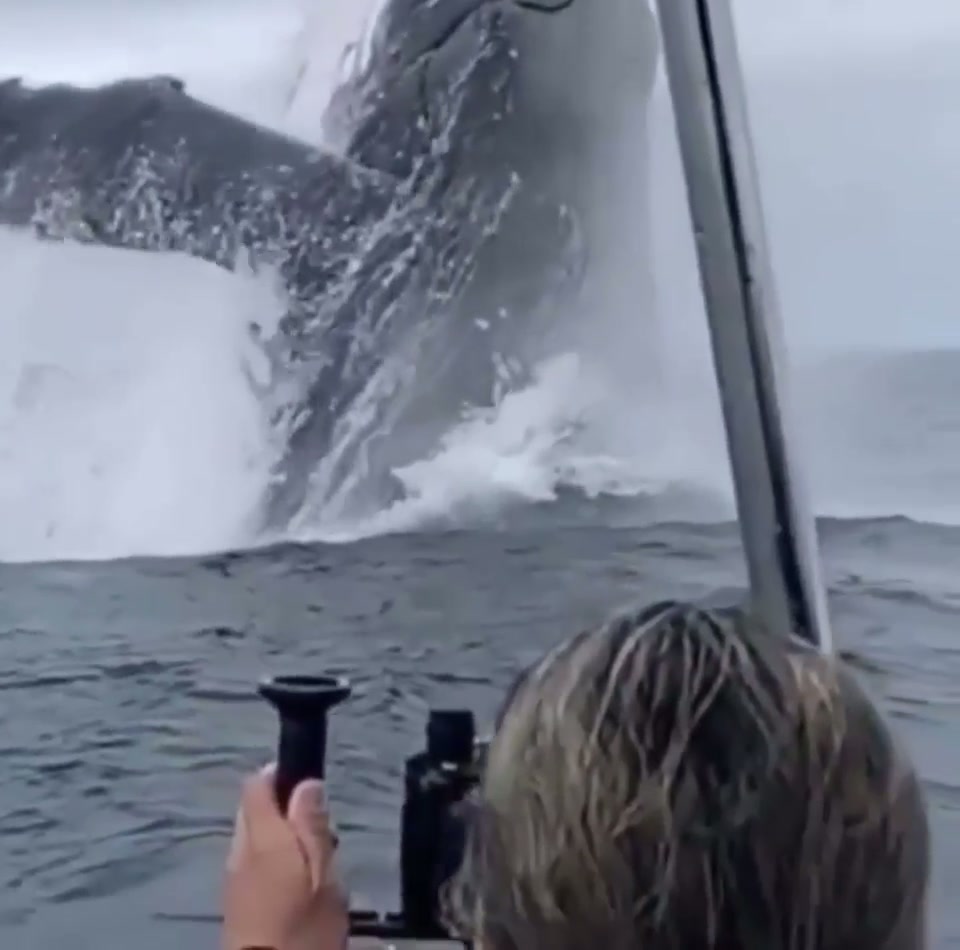 Whale, while....