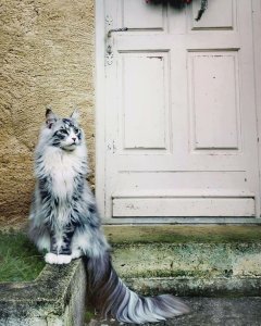 A beautiful cat, you say? Taa ~ daa!!