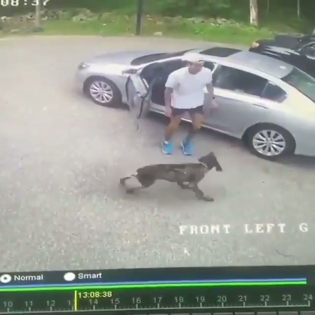 He tried to trick his dog and forgot to close his door. - GIF on