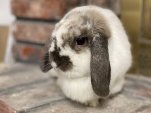 I foster buns for the local house rabbit society and love using portrait mode on my iPhone to take their photos. Nichole loves the camera!