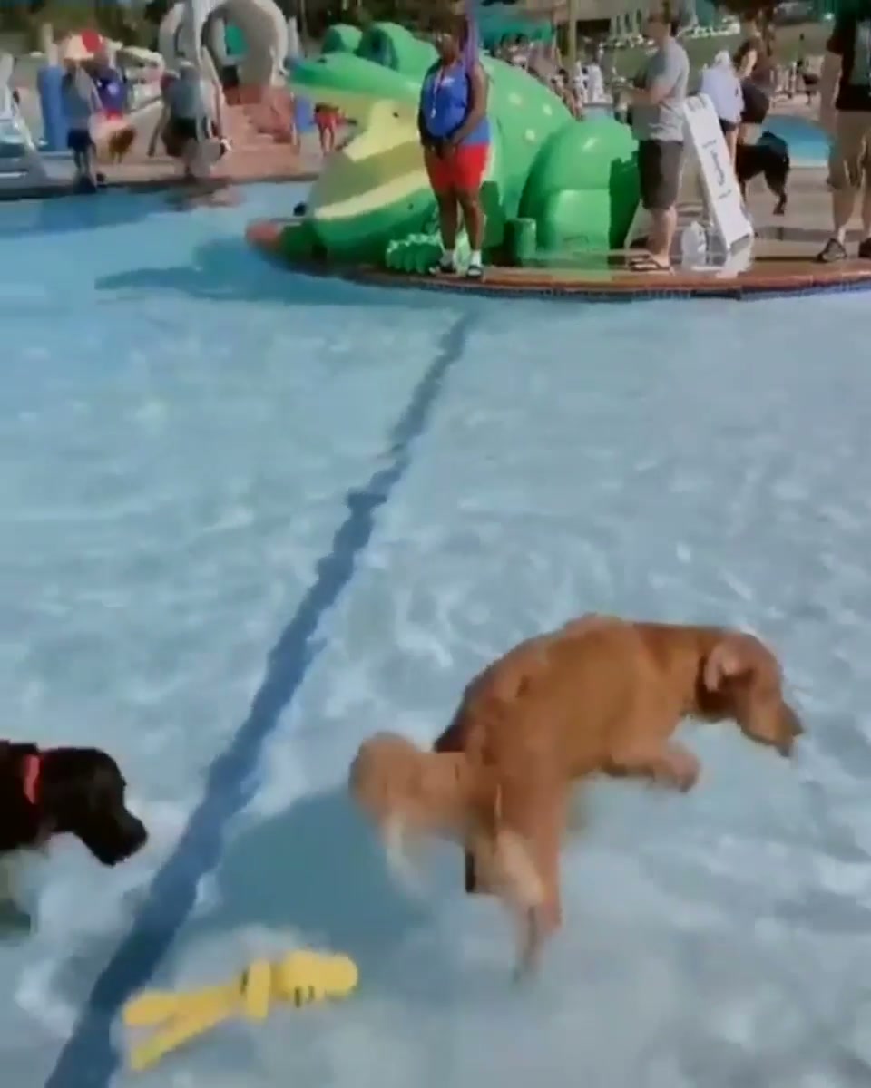 Dogs only day at the pool.
