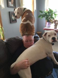 Doggo hat