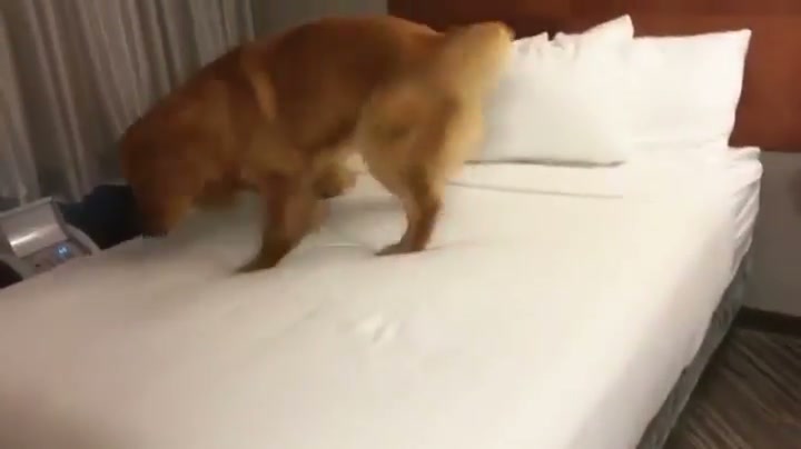 Bed bed bed!