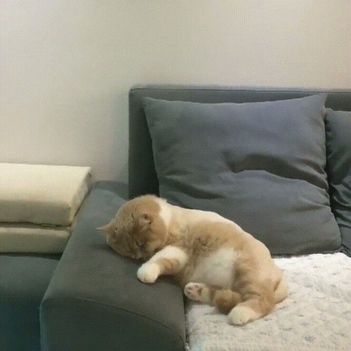 Cat dreams of chasing mice in his dreams.