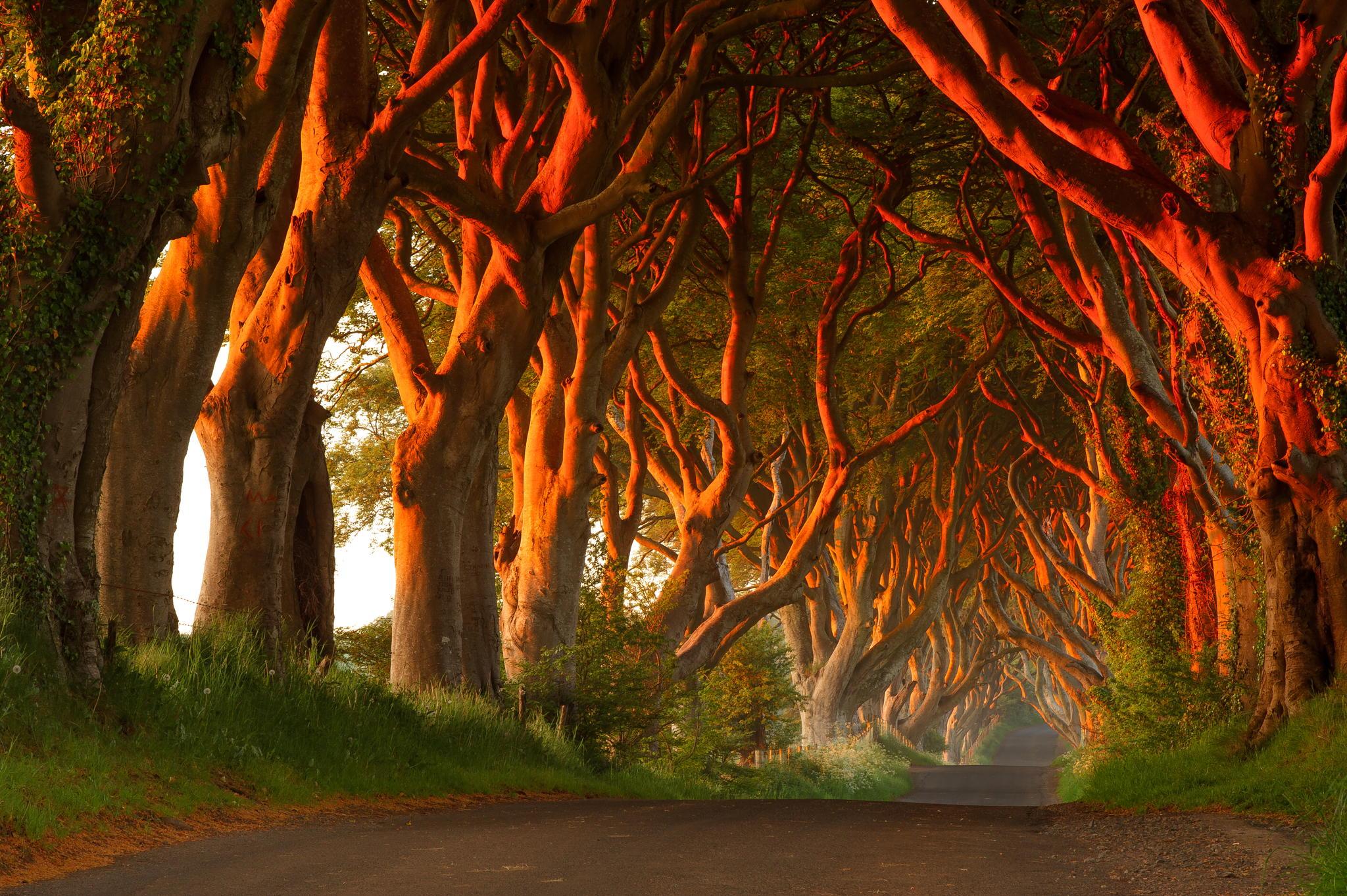 The Dark Hedges Of Northern Ireland.