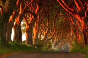 The Dark Hedges Of Northern Ireland.
