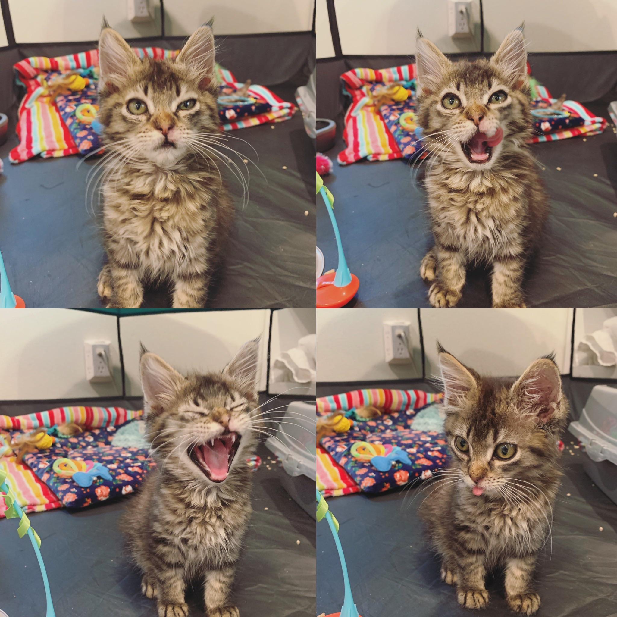 The rescue said to take pictures that capture my foster kitten’s personality to help her get adopted. I just sent them these.
