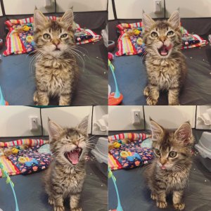 The rescue said to take pictures that capture my foster kitten’s personality to help her get adopted. I just sent them these.