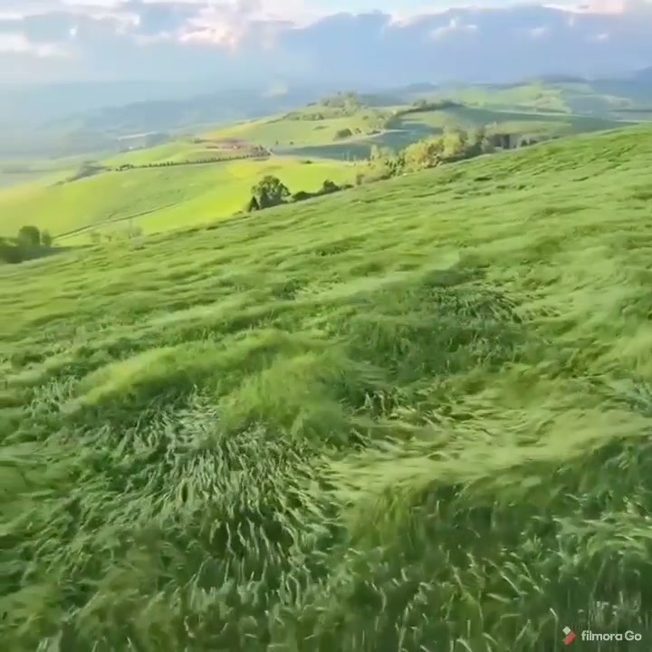 Waves of grass