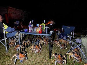 Camping with crabs