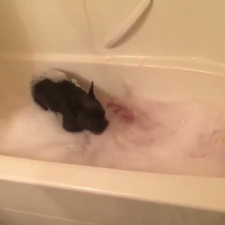 Mom got me a nice lush bath and clearly I loved it! - GIF on