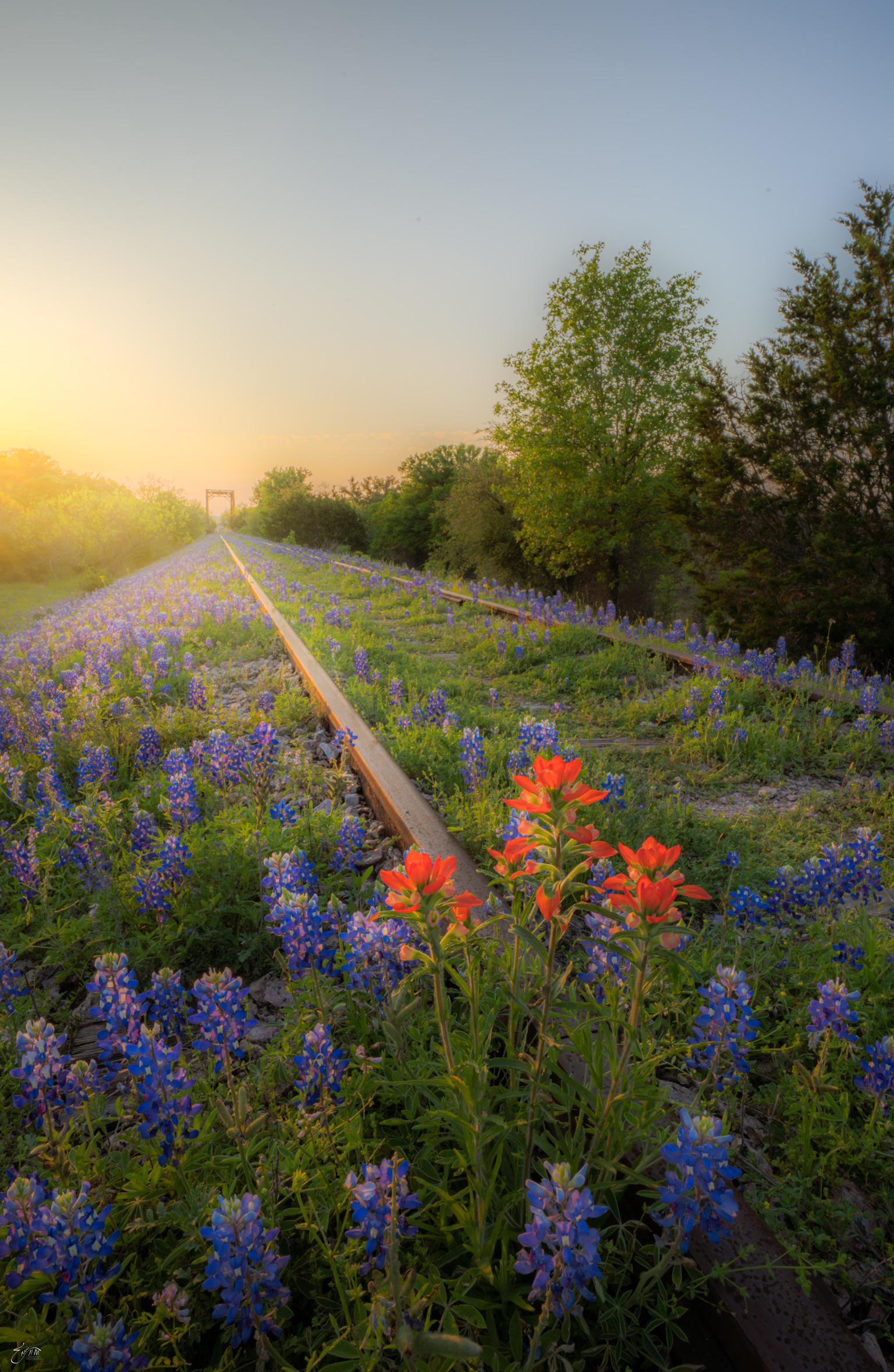 After spending a week indoors, I decided to take a social distancing hike through the Texas wildflowers