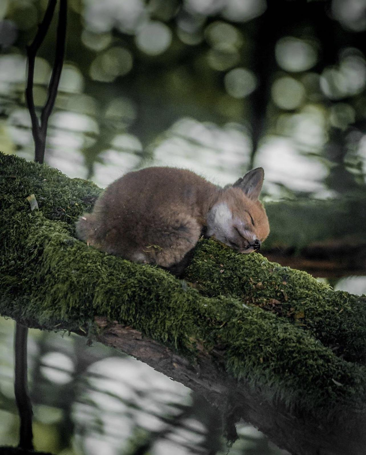 ? A sleepy fox in the woods of Vosges, France.