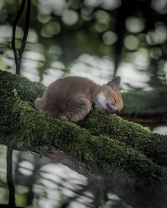 ? A sleepy fox in the woods of Vosges, France.