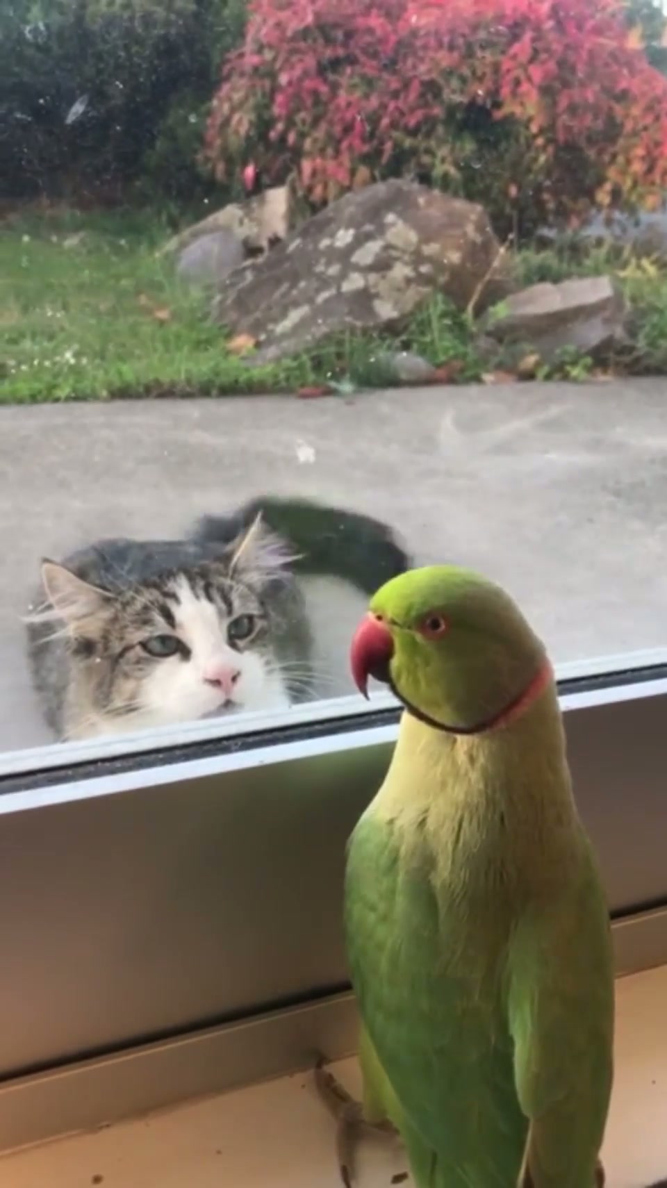 Peekaboo