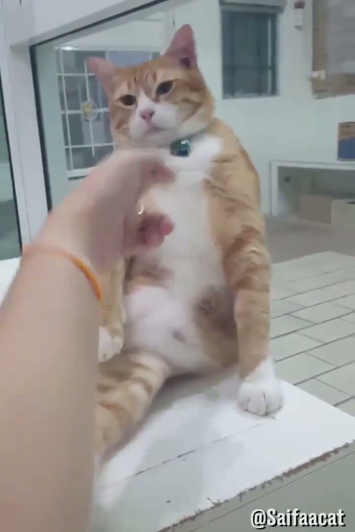 "Ah! You shot me!"
