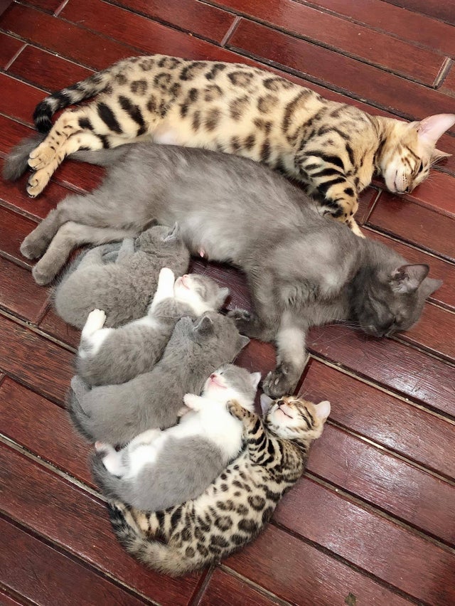 Cosy cat’s family