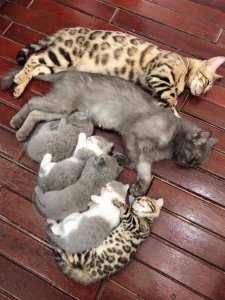 Cosy cat’s family