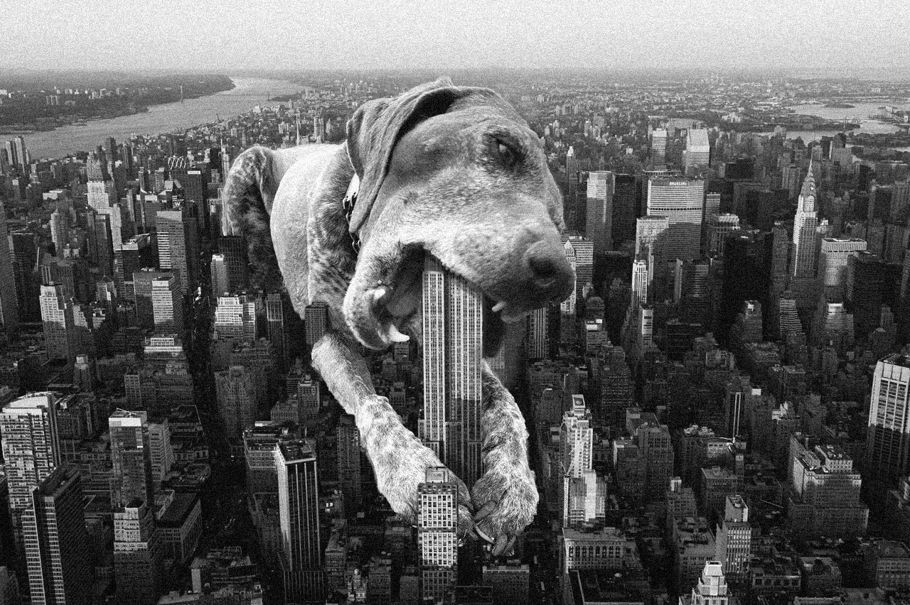 years ago I used to make weird photoshops of my friend's dog. Today I made this from her last photo