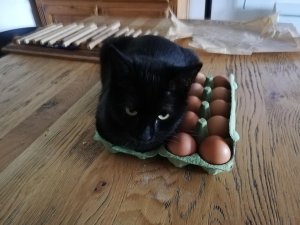 Egg trap