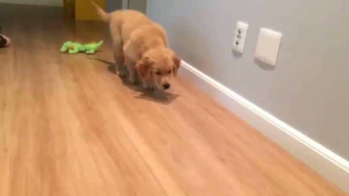 A sneak attack - GIF on