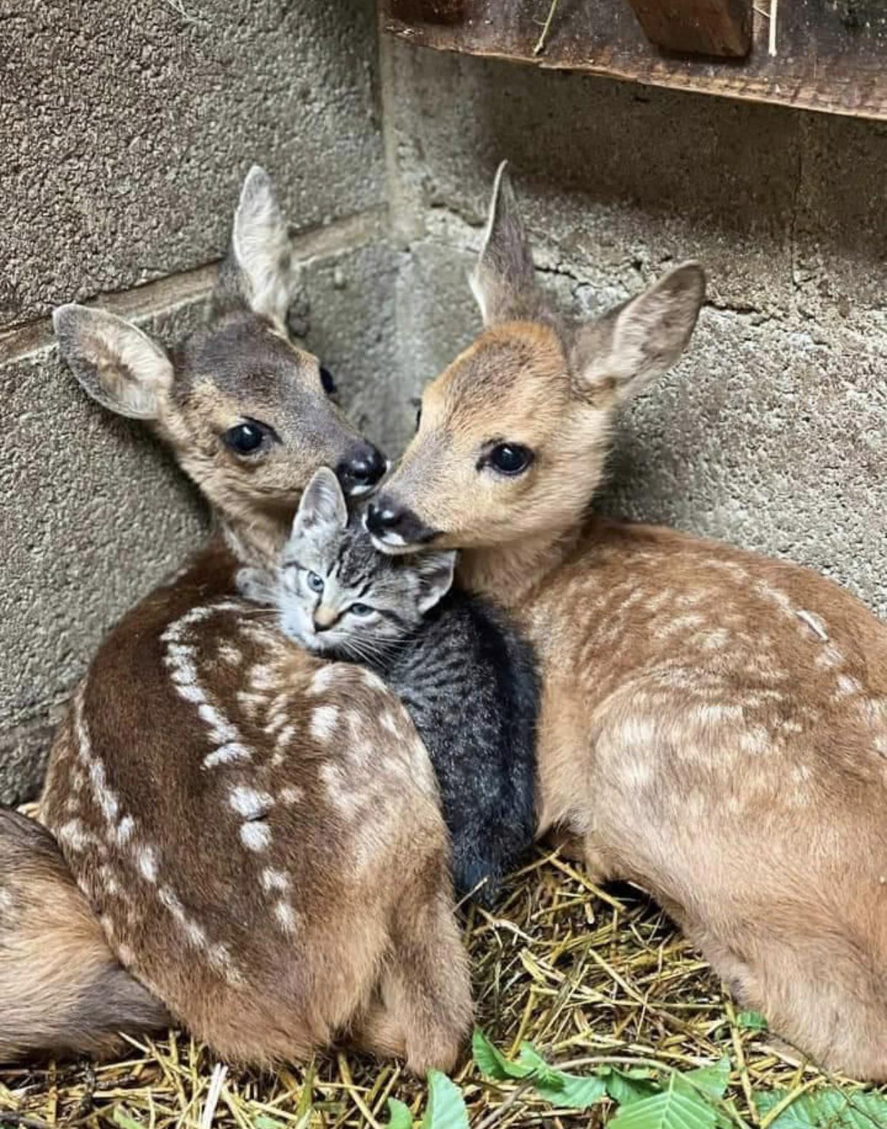 ? Two deers one kitten