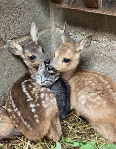 ? Two deers one kitten