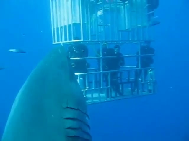Biggest Great White ever recorded
