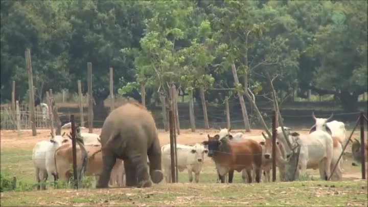 Baby elephant tries to impress cows. Cows not impressed.