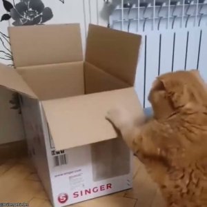 Gatos y cajas