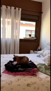 Gato y viaje