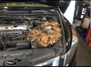Tengo un problema en el motor