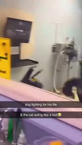 Peleando por sus vidas