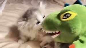 Dino comegatos