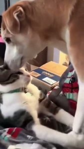 Cuando los gatos quieren a los perros