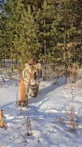 El tigre (menos mal que lo quiere)