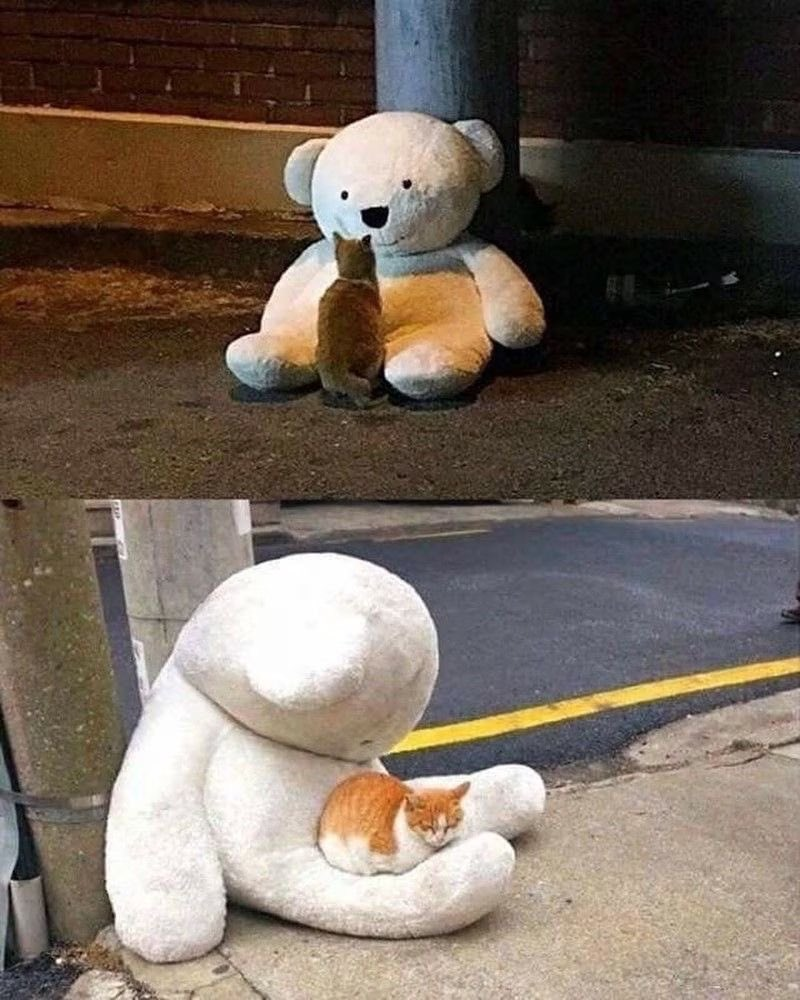 Todo peluche merece su gato