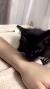 meow y se durmió